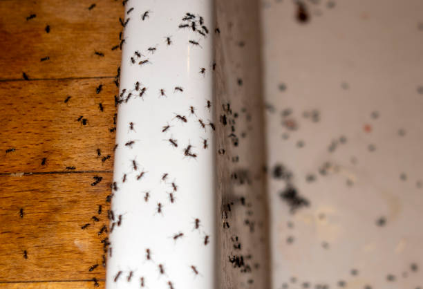Pest Control for Restaurants in Cimarron, KS